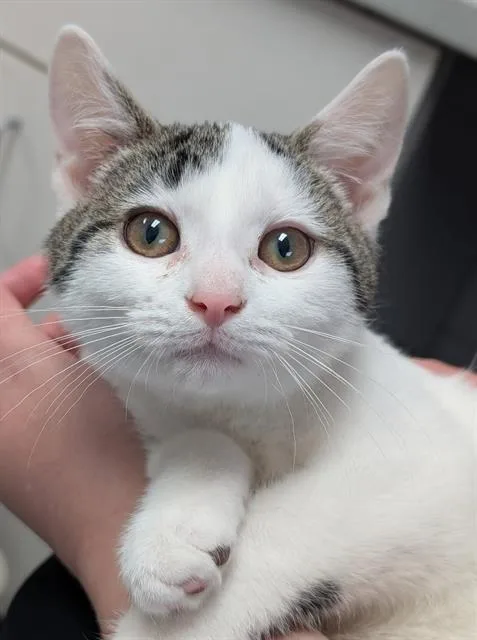 A baby small-sized male Domestic Short Hair cat named Domino for adoption in Canfield, OH