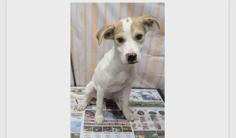 A baby medium-sized female Hound dog named Sweetie for adoption in Willingboro, NJ