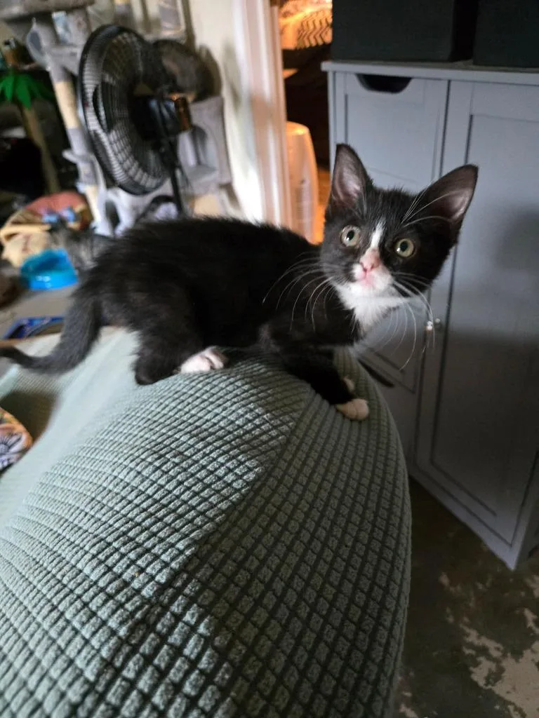 A baby small-sized female Domestic Short Hair cat named Audrey Junior for adoption in Ada, OK