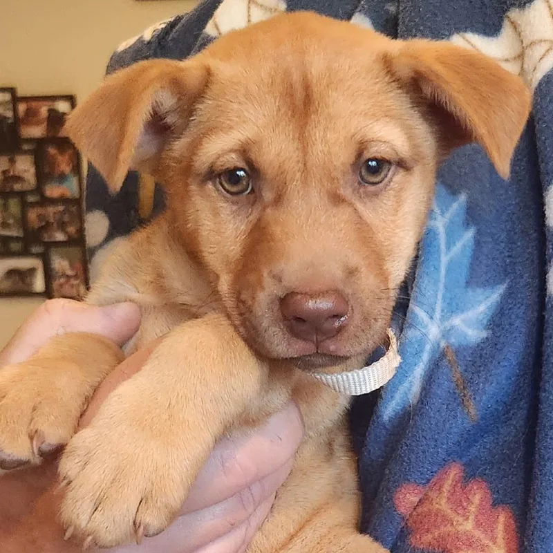 A baby medium-sized female Yellow / Tan / Blond / Fawn Mixed Breed dog named Pudge for adoption in Centralia, WA