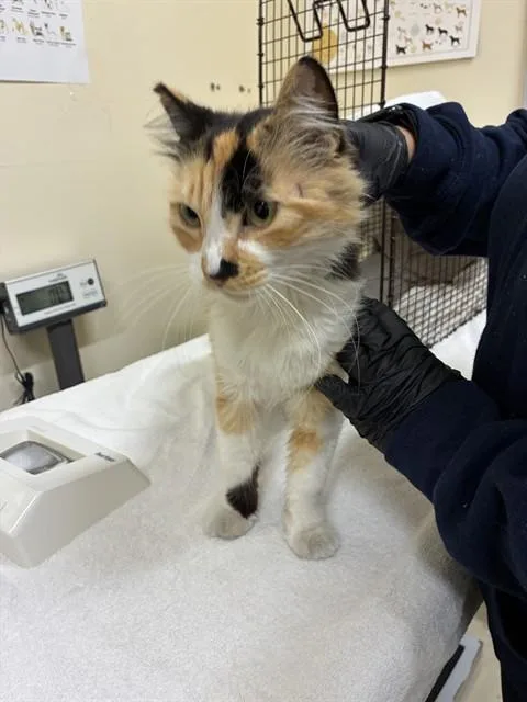 A young medium-sized female Domestic Medium Hair cat named Cream Brulee for adoption in Fremont, CA