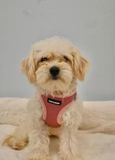 A young small-sized female Maltese dog named Cellie for adoption in Miami, FL