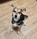 A baby medium-sized female Australian Shepherd dog named Alani for adoption in Woodstock, IL