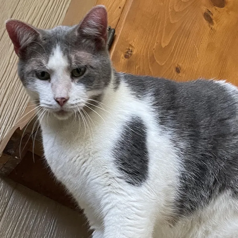 An adult medium-sized male White Domestic Short Hair cat named Peppermint for adoption in Marion, IL