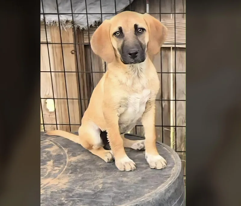 A baby medium-sized female Yellow / Tan / Blond / Fawn Hound dog named Marigold for adoption in Uxbridge, MA
