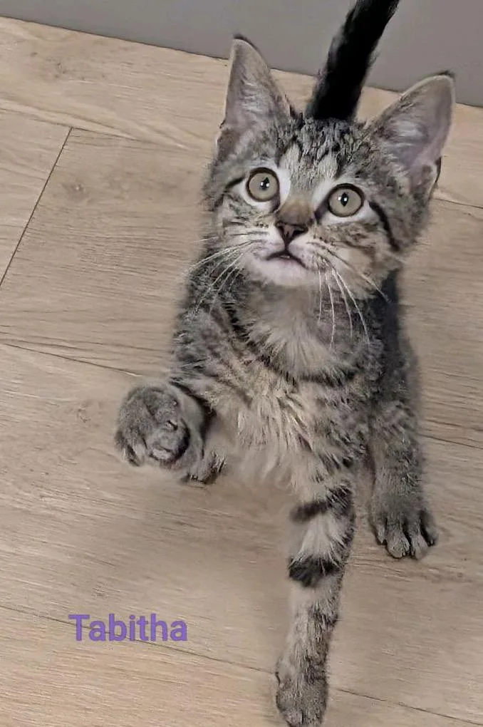 A baby medium-sized female Tabby (Brown / Chocolate) Domestic Short Hair cat named Tabitha...she'll make you laugh for adoption in Murfreesboro, TN