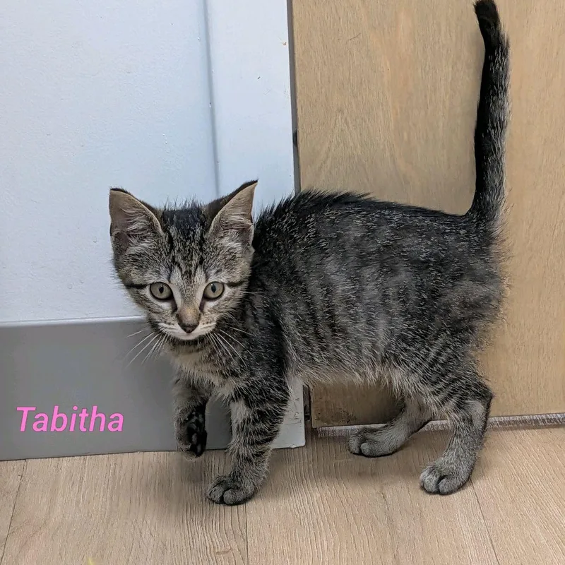 Tabitha...she'll make you laugh thumbnail 2