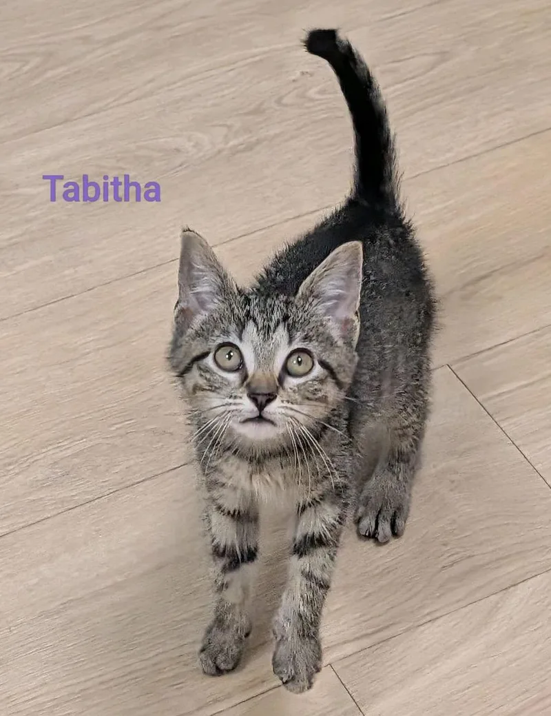 Tabitha...she'll make you laugh thumbnail 4