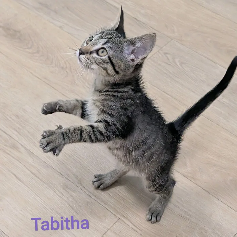 Tabitha...she'll make you laugh thumbnail 5