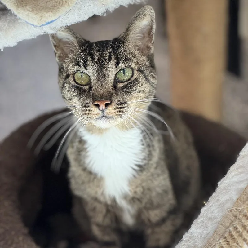 A senior medium-sized male Domestic Short Hair cat named Boots for adoption in Cumming, GA