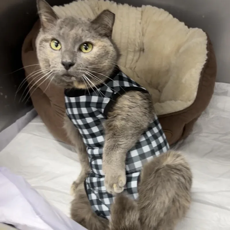 Sweetness thumbnail 2