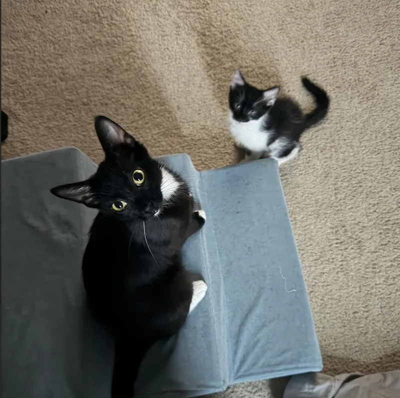 A young medium-sized female Black & White / Tuxedo Domestic Short Hair cat named Ozzy for adoption in Cincinnati, OH