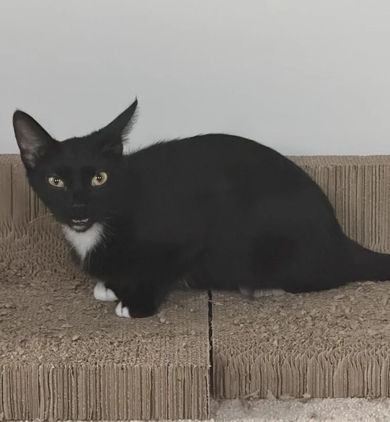 Ozzy thumbnail 3