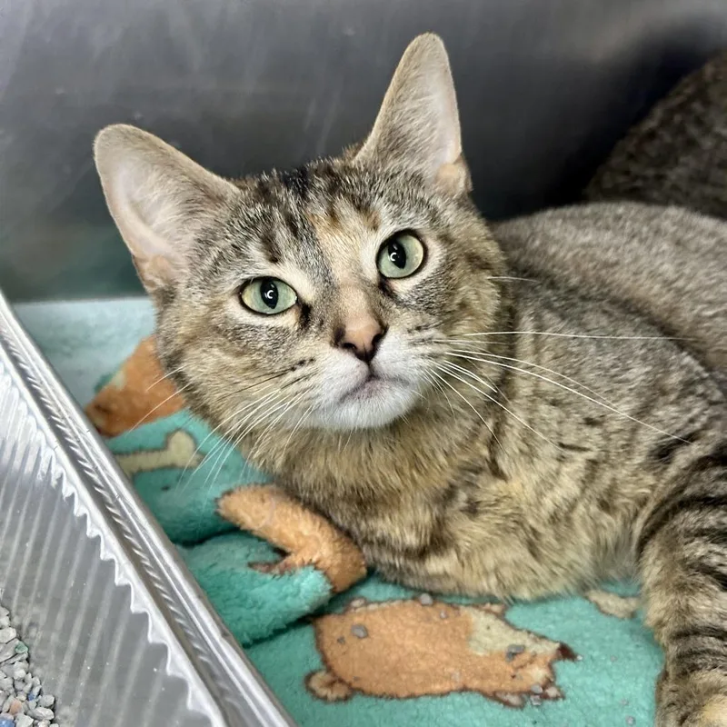 An adult medium-sized female Torbie Domestic Short Hair cat named Blanche for adoption in Matteson, IL