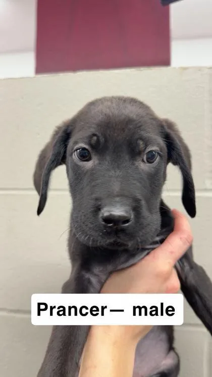 A baby medium-sized male Mixed Breed dog named Prancer for adoption in Aberdeen, SD