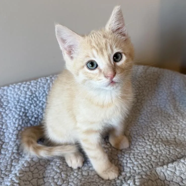 A baby small-sized male Tabby (Buff / Tan / Fawn) Domestic Short Hair cat named Erbert for adoption in Rochester, MN