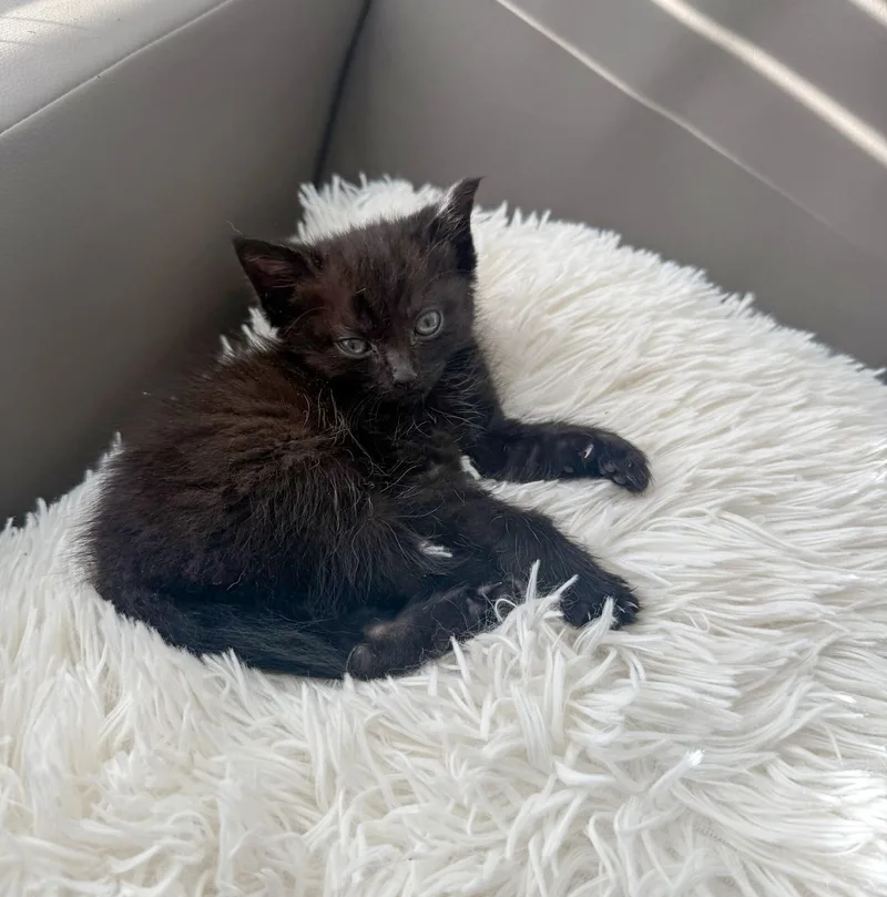 A baby medium-sized female Black Domestic Short Hair cat named Marpha for adoption in Columbia, SC