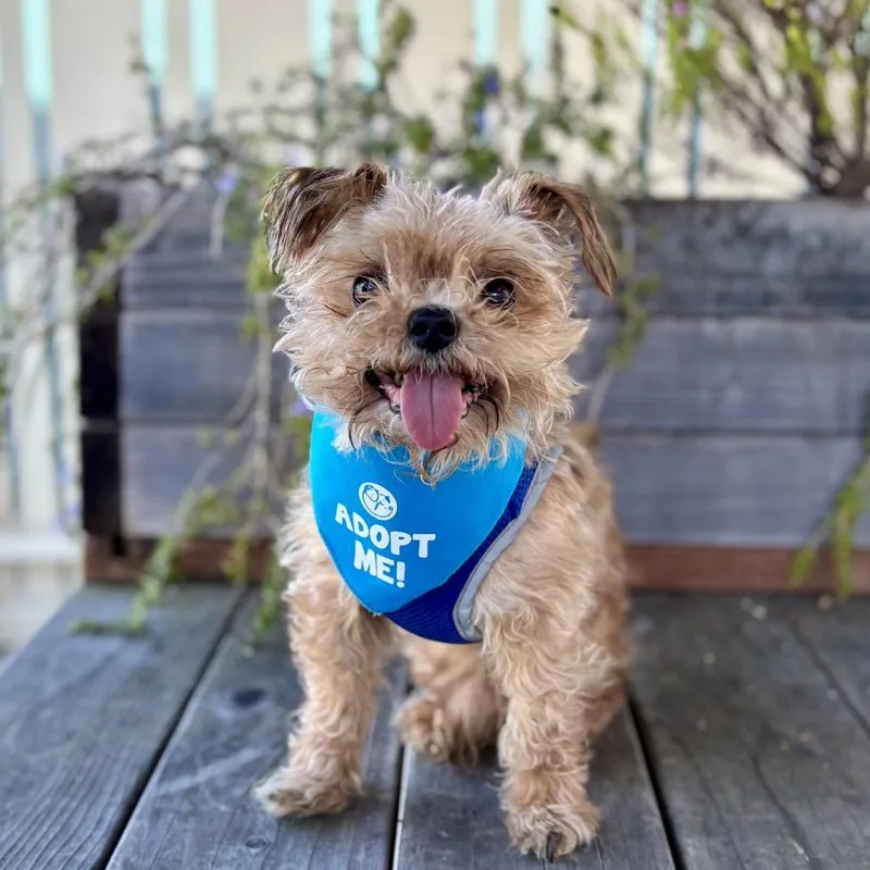 Caterpillar thumbnail 2