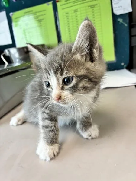 A baby medium-sized male Domestic Short Hair cat named Ciabatta for adoption in Salt Lake City, UT