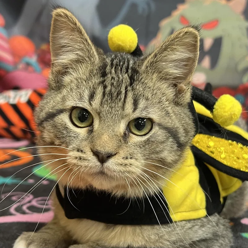 A baby medium-sized male Tabby (Brown / Chocolate) Domestic Short Hair cat named Ichabod for adoption in Fairmont, MN