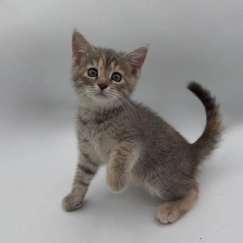 A baby medium-sized female Domestic Short Hair cat named Sicilian Kiss for adoption in State College, PA