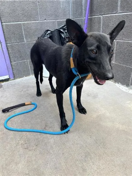 An adult medium-sized female Mixed Breed dog named Dixie for adoption in El Paso, TX