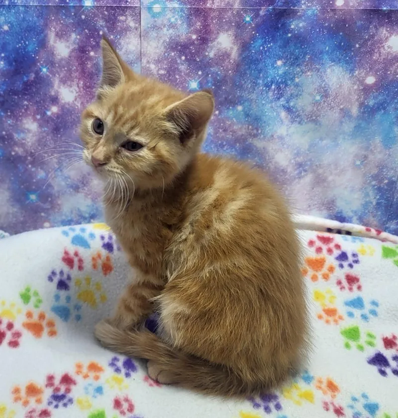 A baby small-sized female Domestic Short Hair cat named June Bug for adoption in Washington Court House, OH