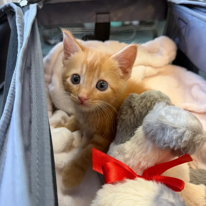 A baby small-sized male Orange / Red Domestic Short Hair cat named Panini Press for adoption in Austin, TX