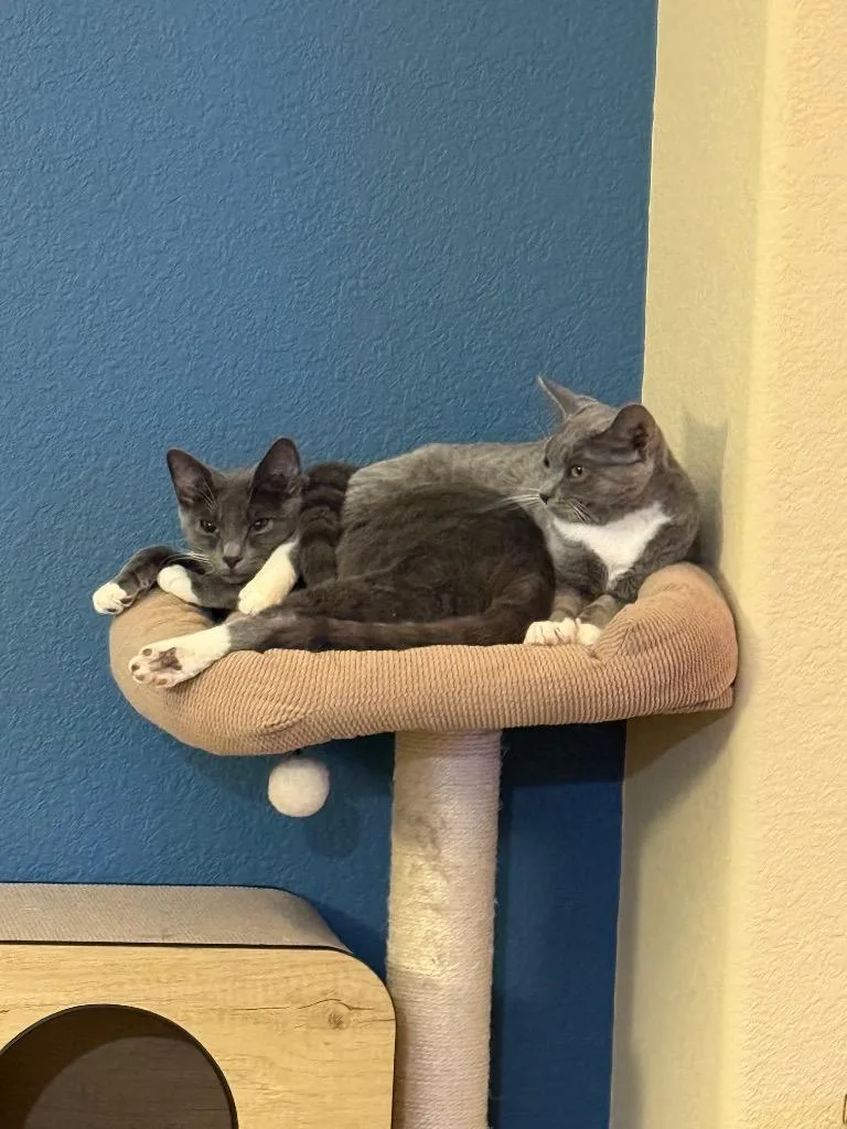 Raclette thumbnail 2