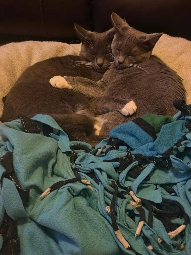 Raclette thumbnail 3