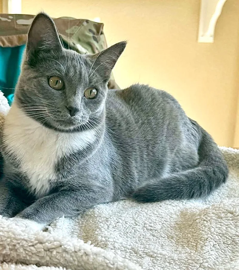 Raclette thumbnail 4