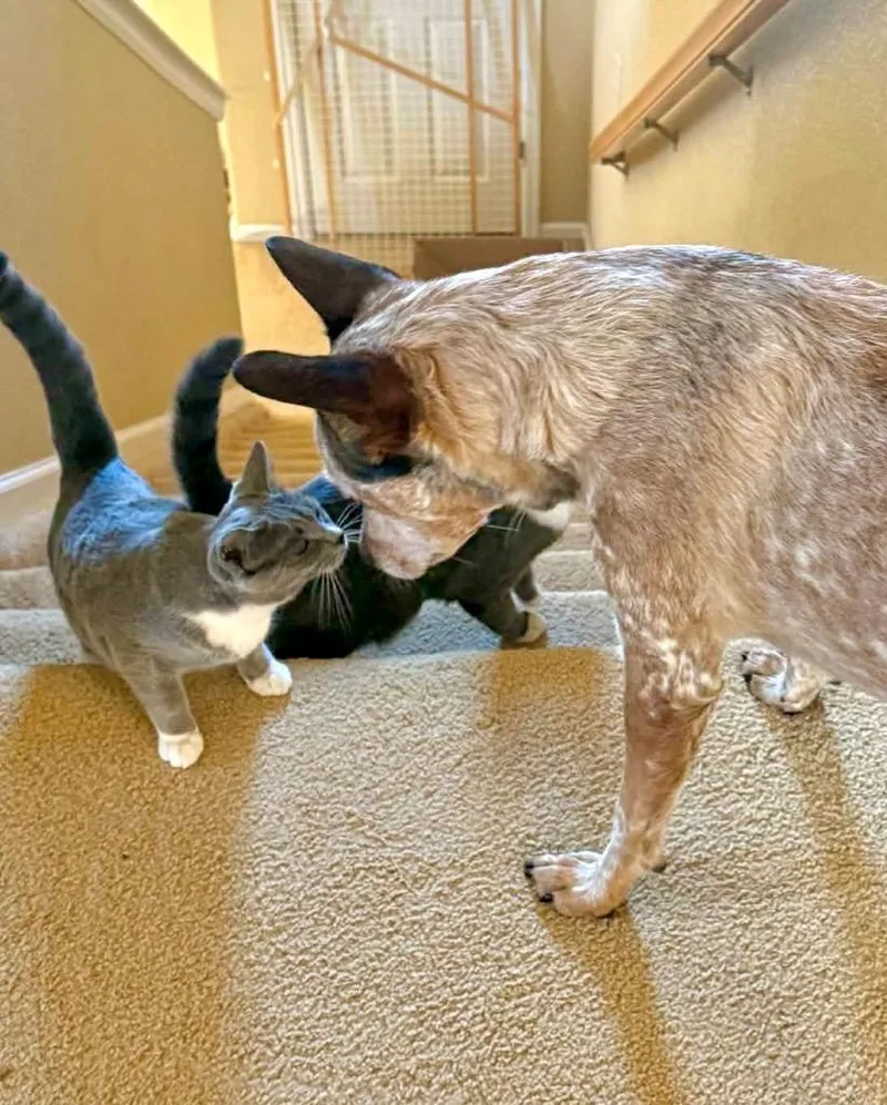 Raclette thumbnail 5