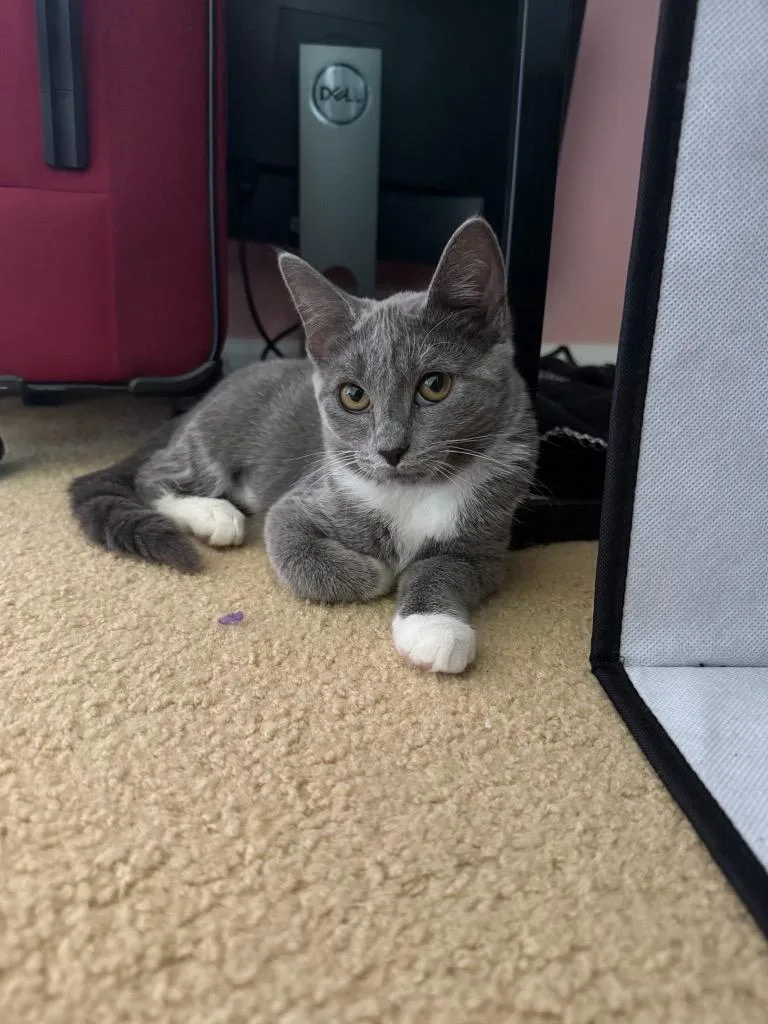 Raclette thumbnail 6