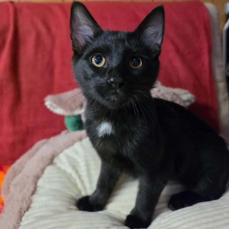 A baby medium-sized male Black Domestic Short Hair cat named Glint for adoption in Graham, WA