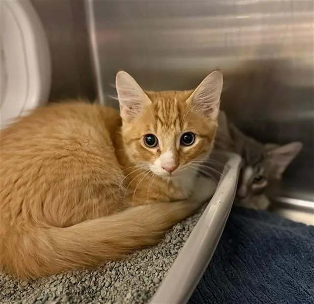 A baby small-sized male Domestic Long Hair cat named Muffin for adoption in Conroe, TX