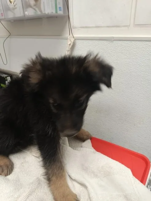 A baby small-sized female Siberian Husky dog named Toyota for adoption in Los Angeles, CA