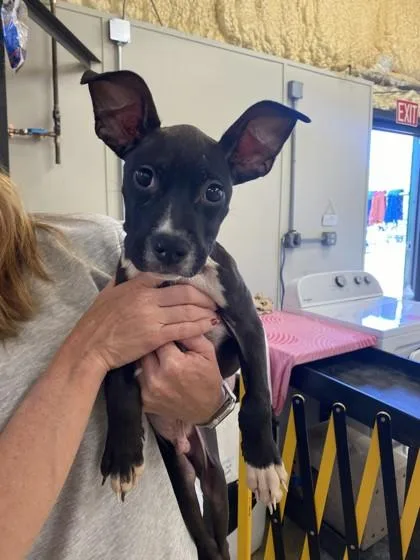 A young small-sized male Boxer dog named Indy for adoption in Conway, AR