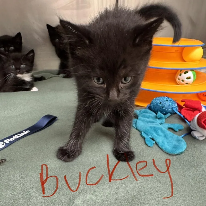 Beefy Buckley