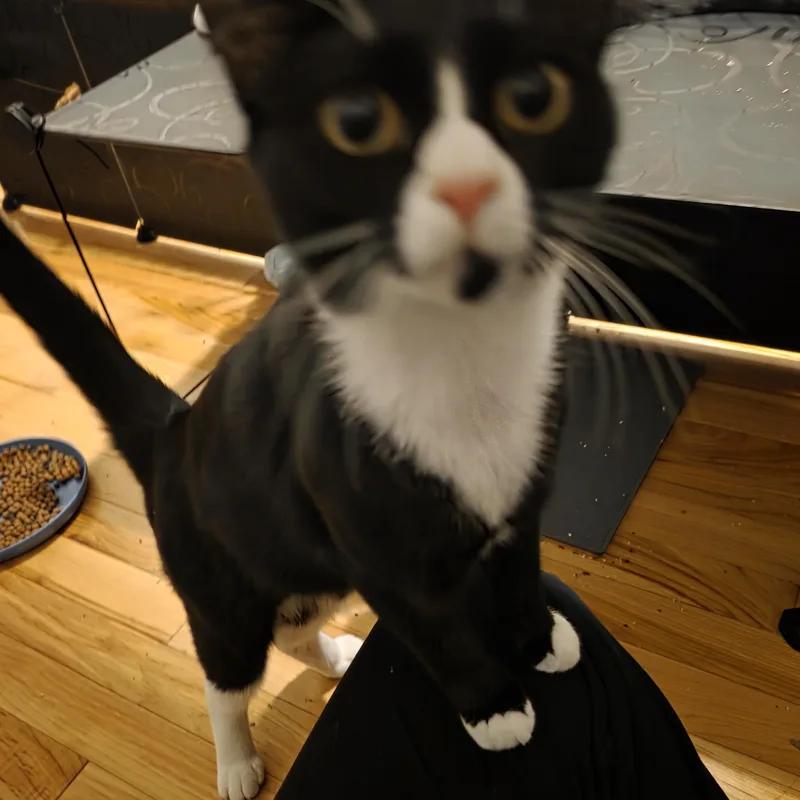 A young medium-sized female Black & White / Tuxedo Domestic Short Hair cat named Theia for adoption in Baltimore, MD