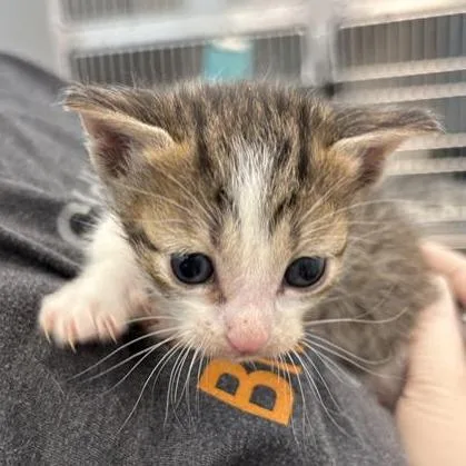 A baby small-sized male White Domestic Short Hair cat named Nolan for adoption in Bentonville, AR