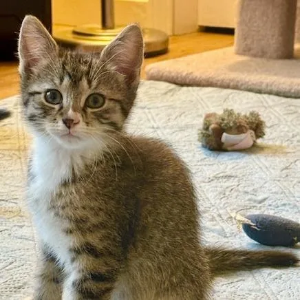 A baby small-sized male Gray / Blue / Silver Domestic Short Hair cat named Tundra for adoption in Bedford, NH