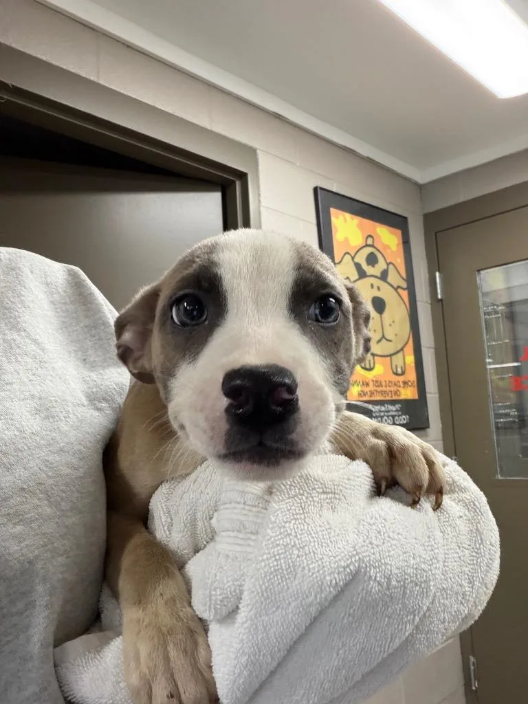 A baby medium-sized male Terrier dog named Ross for adoption in Hopkinsville, KY