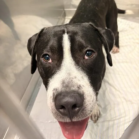 A young large-sized male Black Mixed Breed dog named Here Comes The Mime for adoption in Davenport, IA