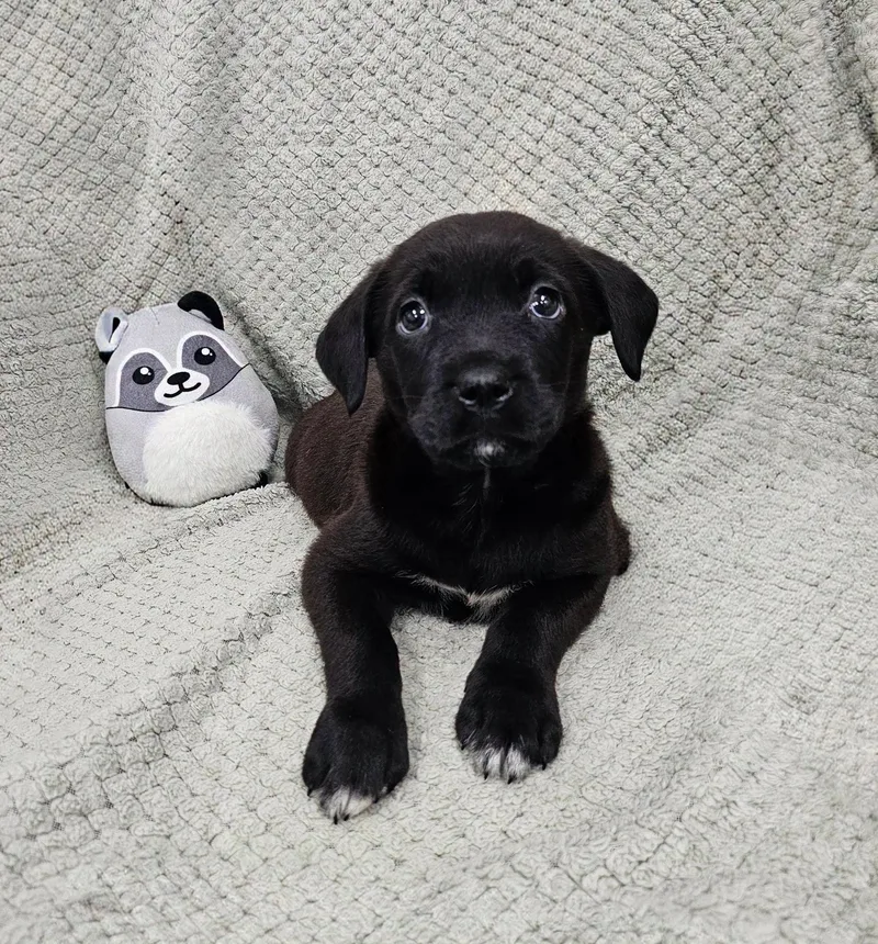 A baby large-sized female Black Rottweiler dog named Kelly for adoption in East Sparta, OH