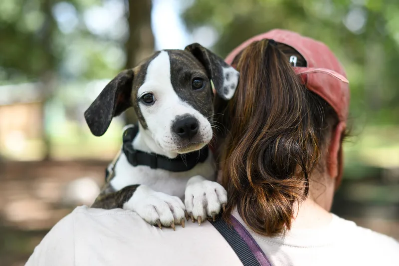 A baby medium-sized female Brindle Mixed Breed dog named Bebe for adoption in BONIFAY, FL
