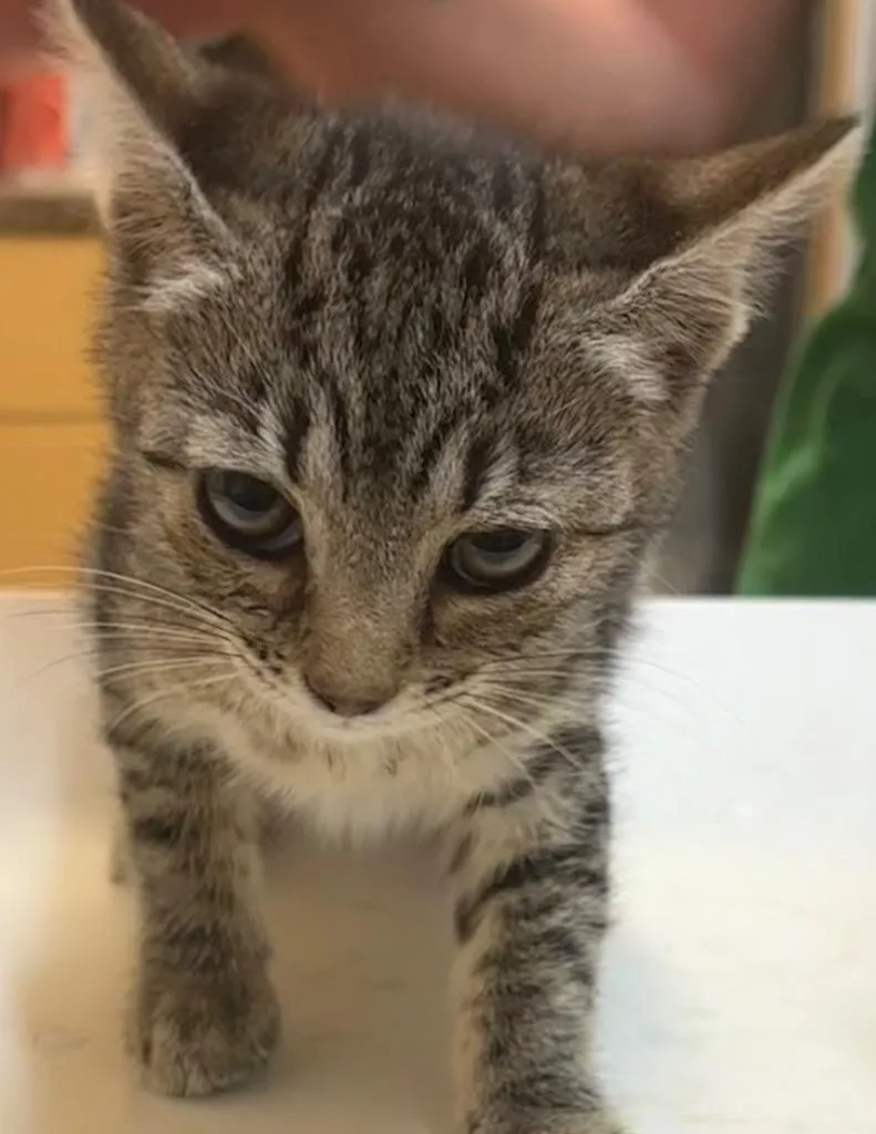 A baby small-sized female Domestic Short Hair cat named Tigress for adoption in Elizabethton, TN