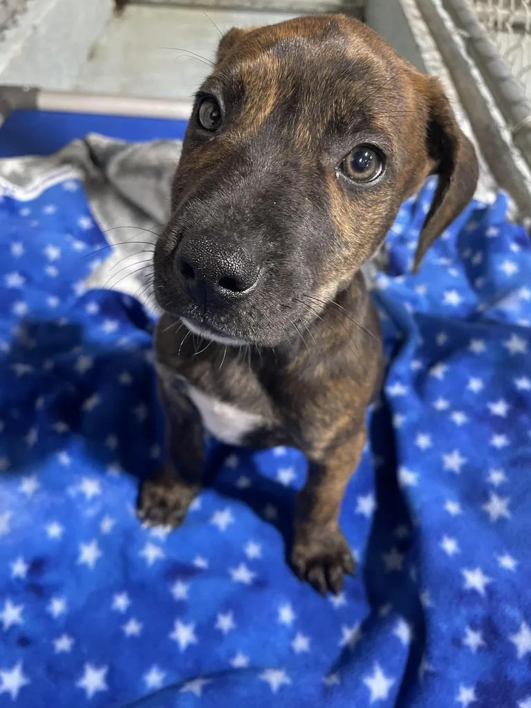 A baby medium-sized male Mountain Cur dog named Elvis for adoption in Livingston, LA