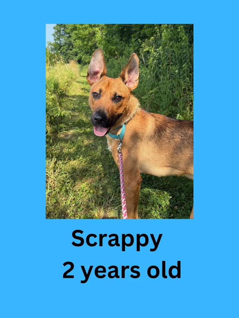 An adult large-sized male German Shepherd Dog dog named Scrappy for adoption in Ravenna, OH