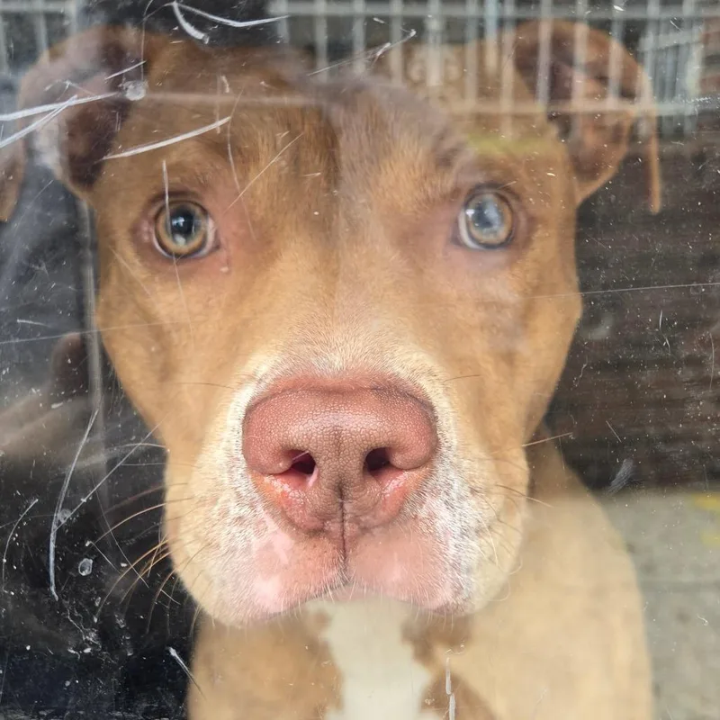 An adult medium-sized male Yellow / Tan / Blond / Fawn Pit Bull Terrier dog named Giant for adoption in Philadelphia, PA
