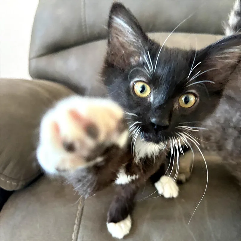 A baby small-sized male Black Domestic Short Hair cat named Eeyore for adoption in Pleasant Hill, CA